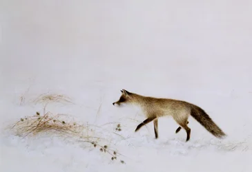 Renard dans la neige