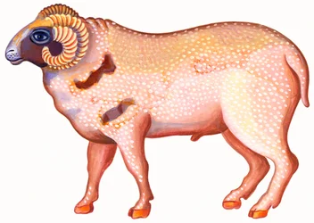 Bélier