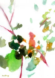 Botanique de la cour, vers 2023 (aquarelle sur papier)