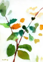 Botanique de la cour, vers 2023 (aquarelle sur papier)