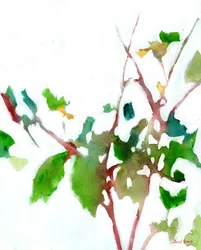 Botanique de la cour, vers 2023 (aquarelle sur papier)