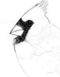 Cardinal en gros plan, vers 2025 (crayon sur papier)