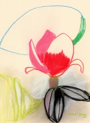 Magnolia en couleur