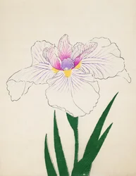 Akashi-no.-Ul, no.10, 1898