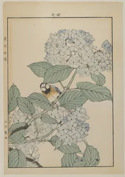 Oiseau avec hortensia, période Meiji, c.1868-1912