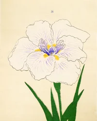 Manu-Zuru, n° 28, 1890