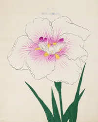 Misuji-no.-Ito, no.17, 1898