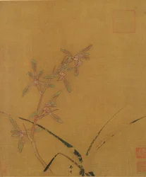 Orchidées
