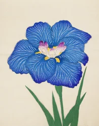 Ushio-no.-Kemuri, no.47, 1898