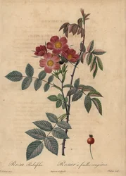 Rose Redleaf, Rosa glauca