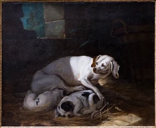 Chienne allaitant ses petits