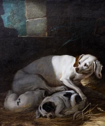 Chienne allaitant ses petits