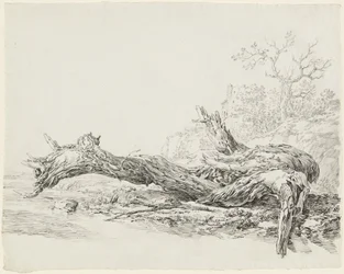 Un arbre ancien tombé près d