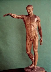 Anatomie humaine. Écorché par Jean Antoine Houdon (1741-1828)