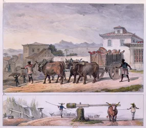 Transport de viande et dressage d