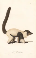 Lémur vari noir et blanc (Lemur macaco)