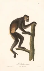 Indri noir (Indri Niger)