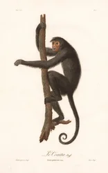 Singe araignée noir (Simia paniscus)