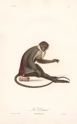 Singe de Diane
