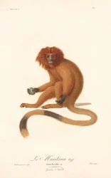Tamarin lion doré (Simia Rosalia)