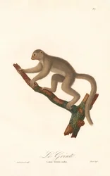 Lémurien souris gris (Lemur griseus)