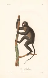 Singe à nez plat (Simia nictitans)