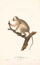 Singe vert (Simia Sabaea, Variante A)