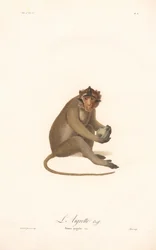 Langur de Java (Simia aygula)