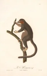 Lémurien mongol (Lemur Mongoz)
