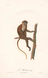 Singe à moustaches (Simia cephus)