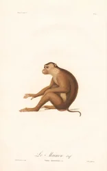 Macaque à queue de cochon (Simia nemestrina)