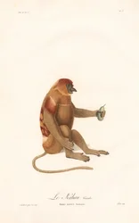 Singe à lunettes (Simia nazica)