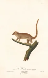 Lémurien souris pygmée (Lemur pusillus)