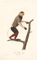 Langur Douc (Simia nemaeus)