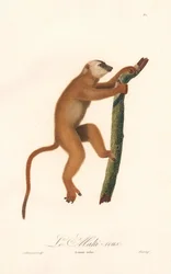 Lémurien rouge (Lemur rufus)