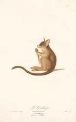 Bouscarle du Sénégal (Galago senegalensis)
