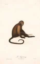 Singe capucin (Simia apella)