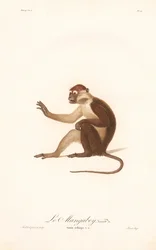 Variante du singe grivet (Simia aethiops v.a.)