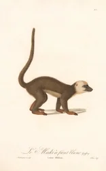 Lémurien à front blanc (Lemur albifrons)
