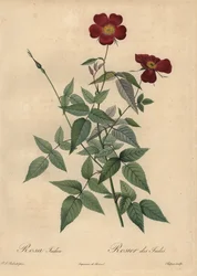Rose de Chine cramoisie, Rosa chinensis
