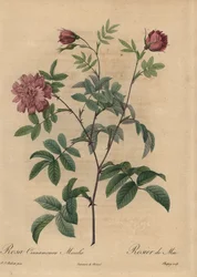 Rose cannelle rose, Rosa majalis
