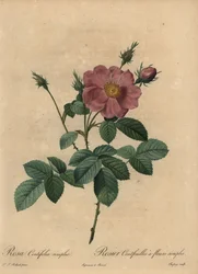 Rose rose, Rosa centifolia simplex
