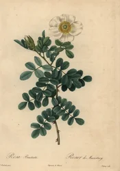 Rose chicksaw blanche, Rosa bracteata