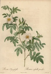 Rose blanche, Rosa clynophylla