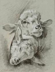 Étude de deux moutons, 1768