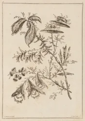 Branche fleurie