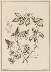 Branche fleurie