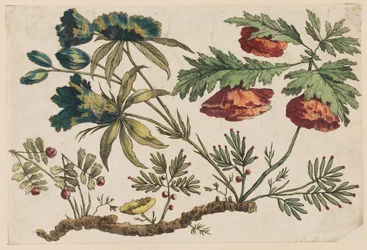 Branche Fleurie, de "Recueil de Fleurs Chinois"