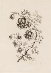 Branche de fleur, de "Fleures Persannes"