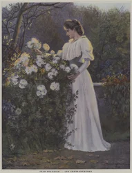 Les Chrysanthèmes